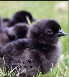 Ayam cemani 7 days old chicks