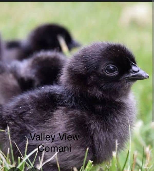 Ayam cemani 7 days old chicks 0