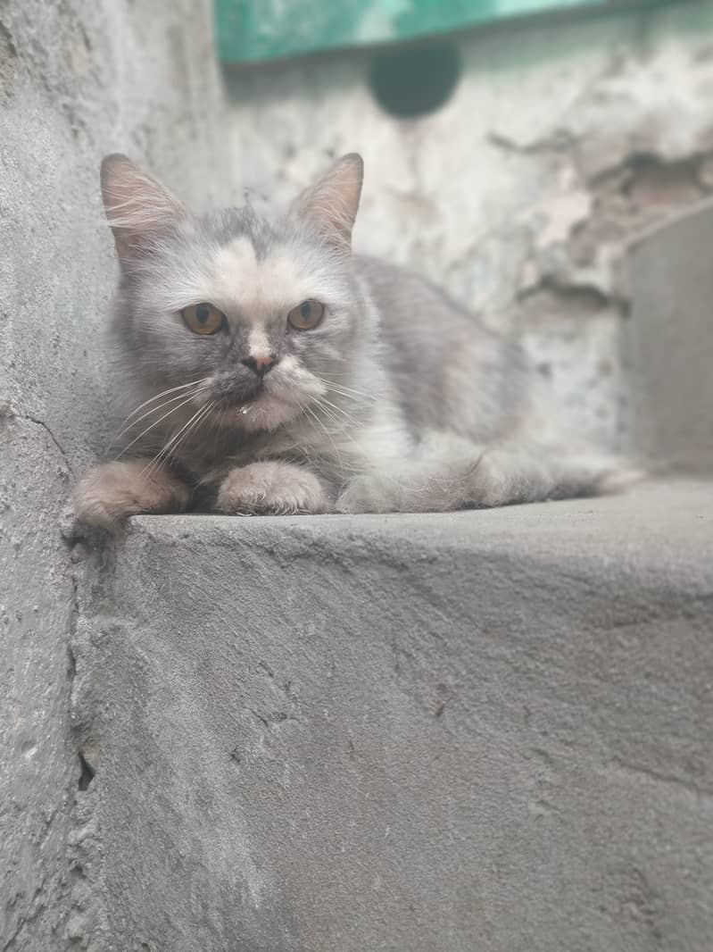 persian cat 1