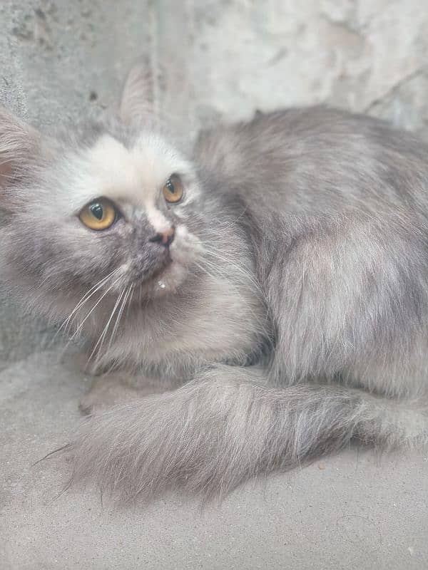 persian cat 2