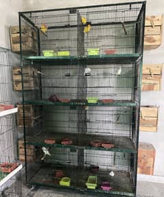 Love birds Complete setup for sale 51 birds, cages, boxes