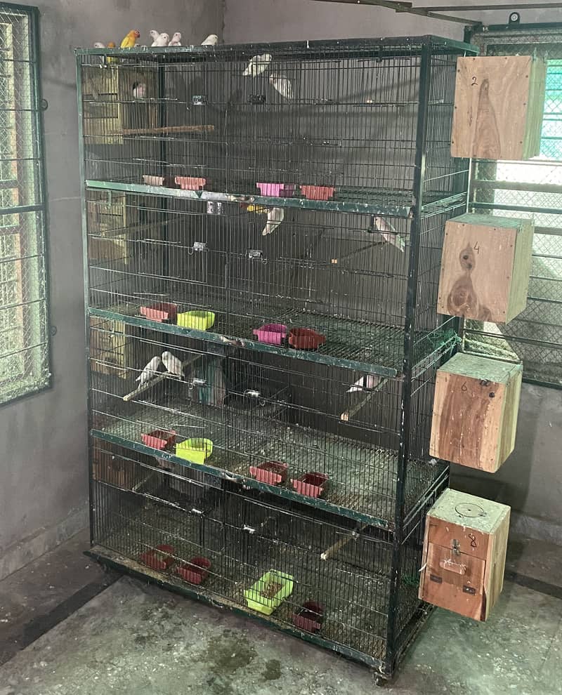 Love birds Complete setup for sale 51 birds, cages, boxes 1