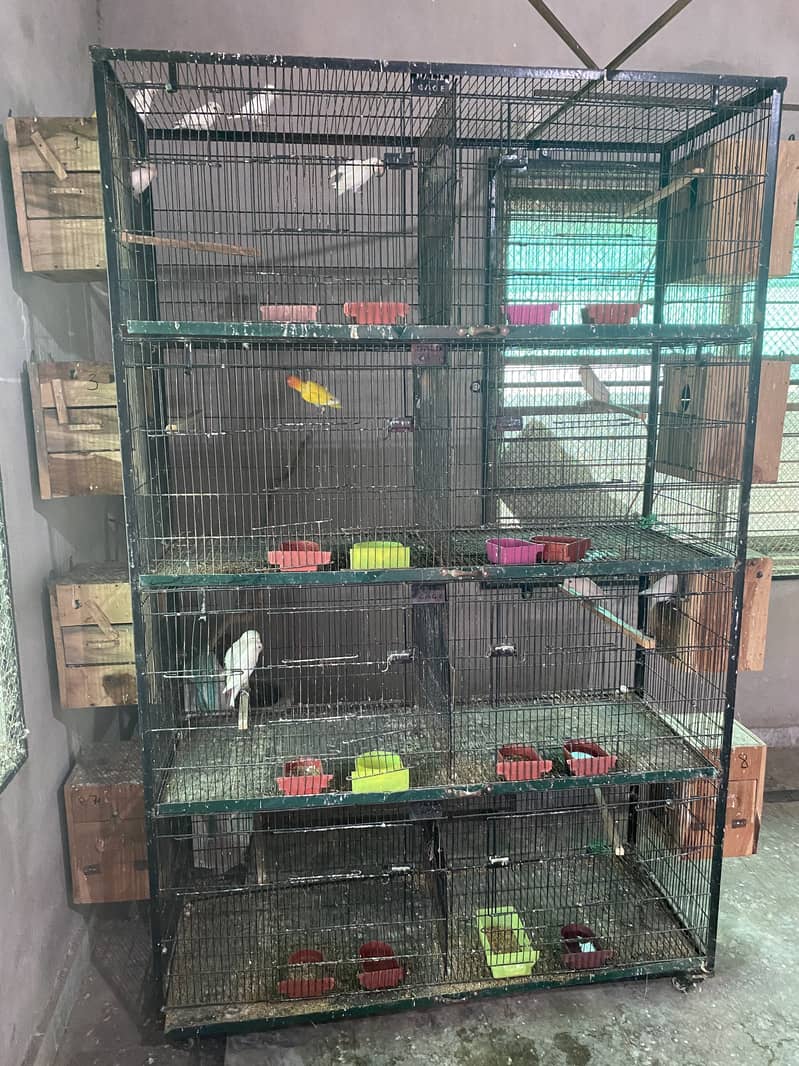 Love birds Complete setup for sale 51 birds, cages, boxes 2