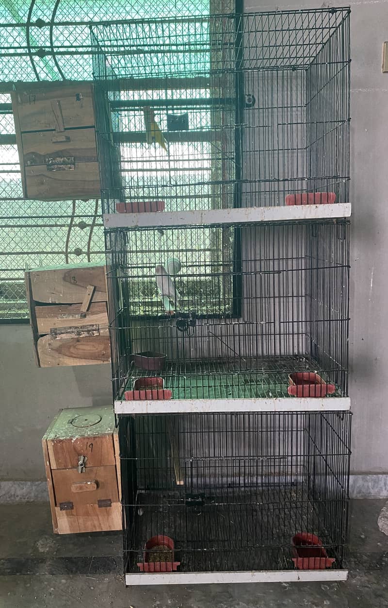 Love birds Complete setup for sale 51 birds, cages, boxes 3