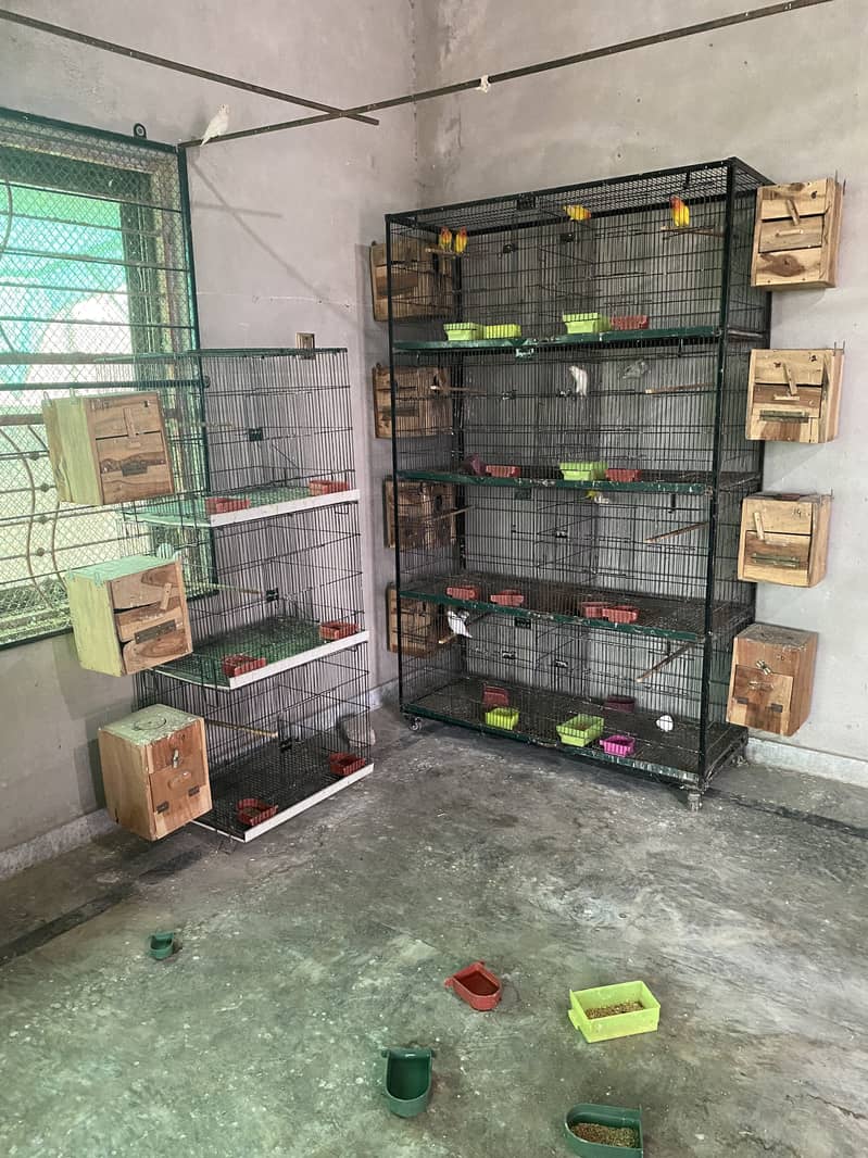 Love birds Complete setup for sale 51 birds, cages, boxes 4