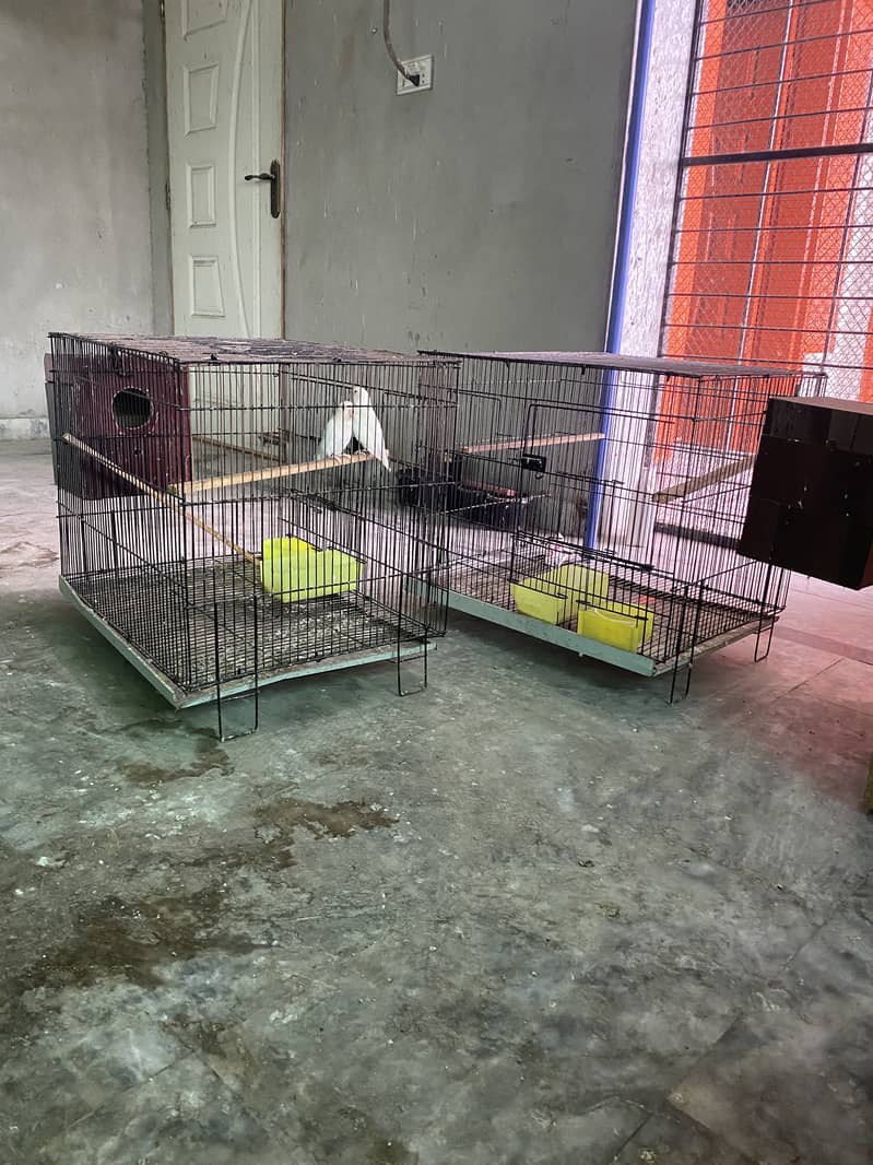 Love birds Complete setup for sale 51 birds, cages, boxes 5