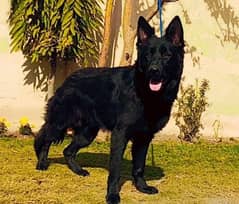 black shepherd