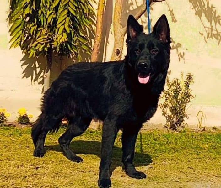 black shepherd 0