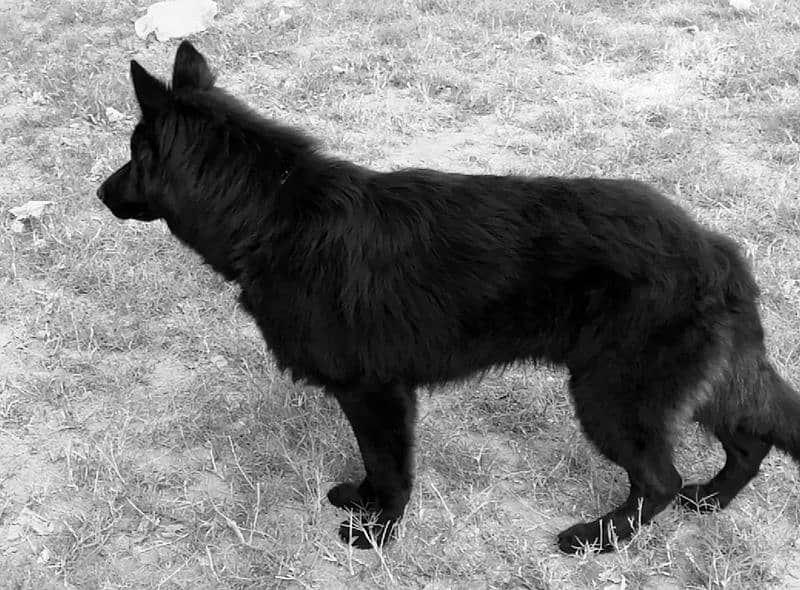 black shepherd 2