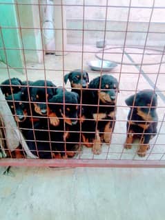 extreme  imported doberman puppies with dog sale