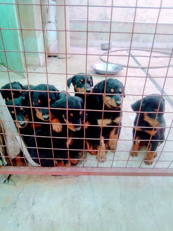 extreme  imported doberman puppies with dog sale 0