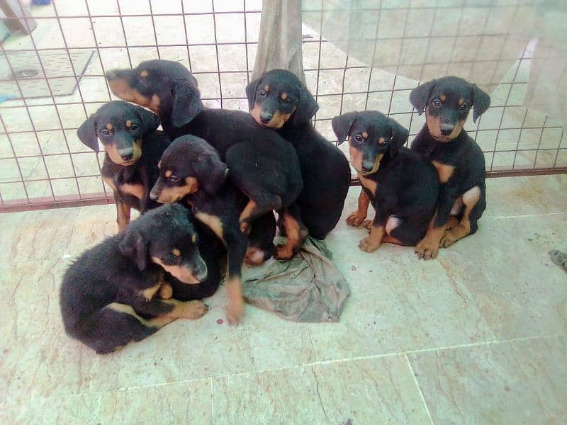 extreme  imported doberman puppies with dog sale 1