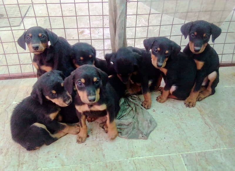 extreme  imported doberman puppies with dog sale 2