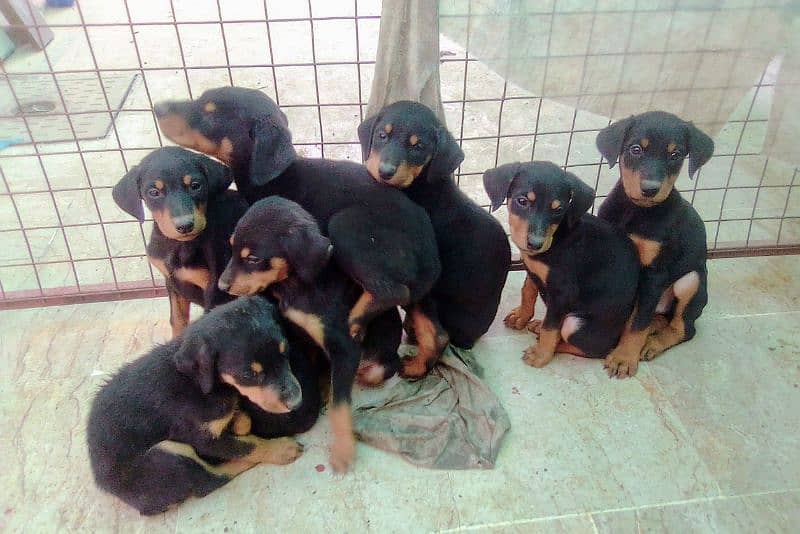 extreme  imported doberman puppies with dog sale 3