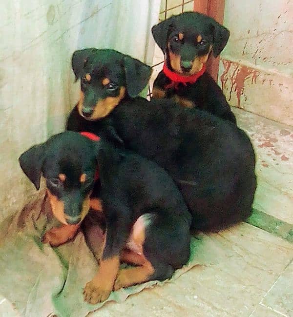 extreme  imported doberman puppies with dog sale 4