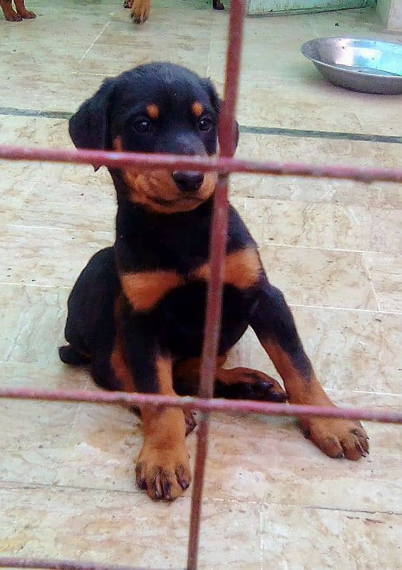 extreme  imported doberman puppies with dog sale 5