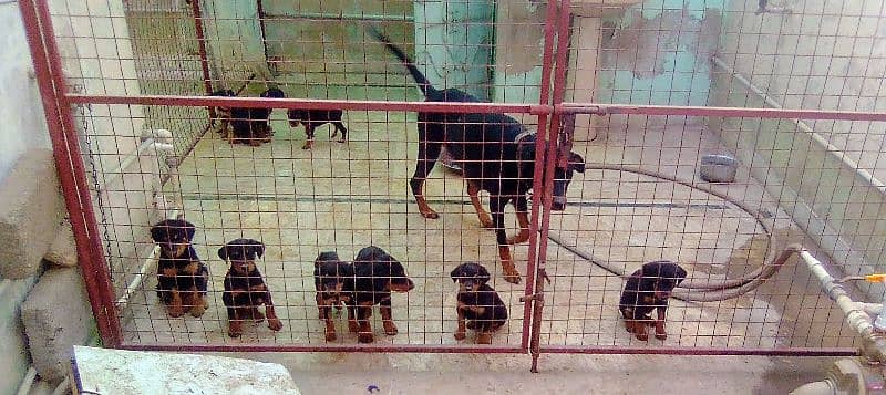 extreme  imported doberman puppies with dog sale 6