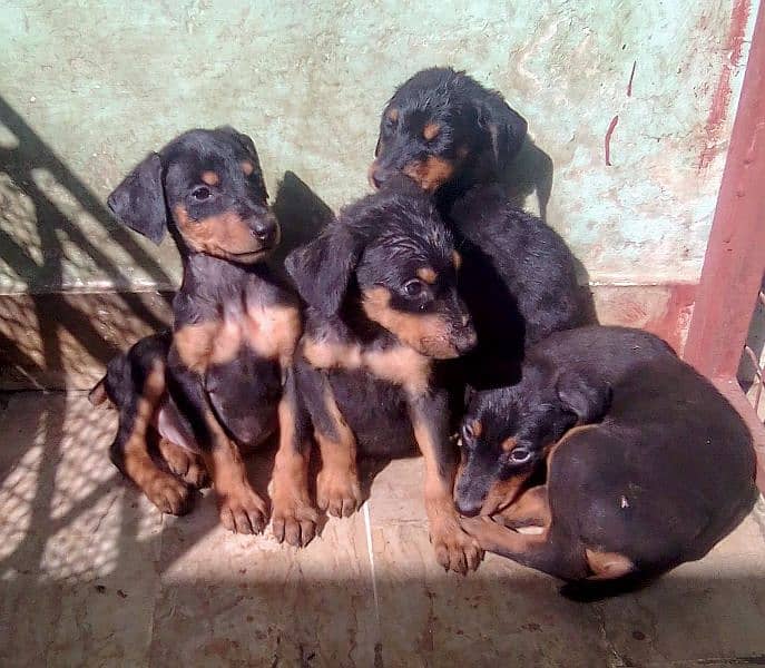 extreme  imported doberman puppies with dog sale 7