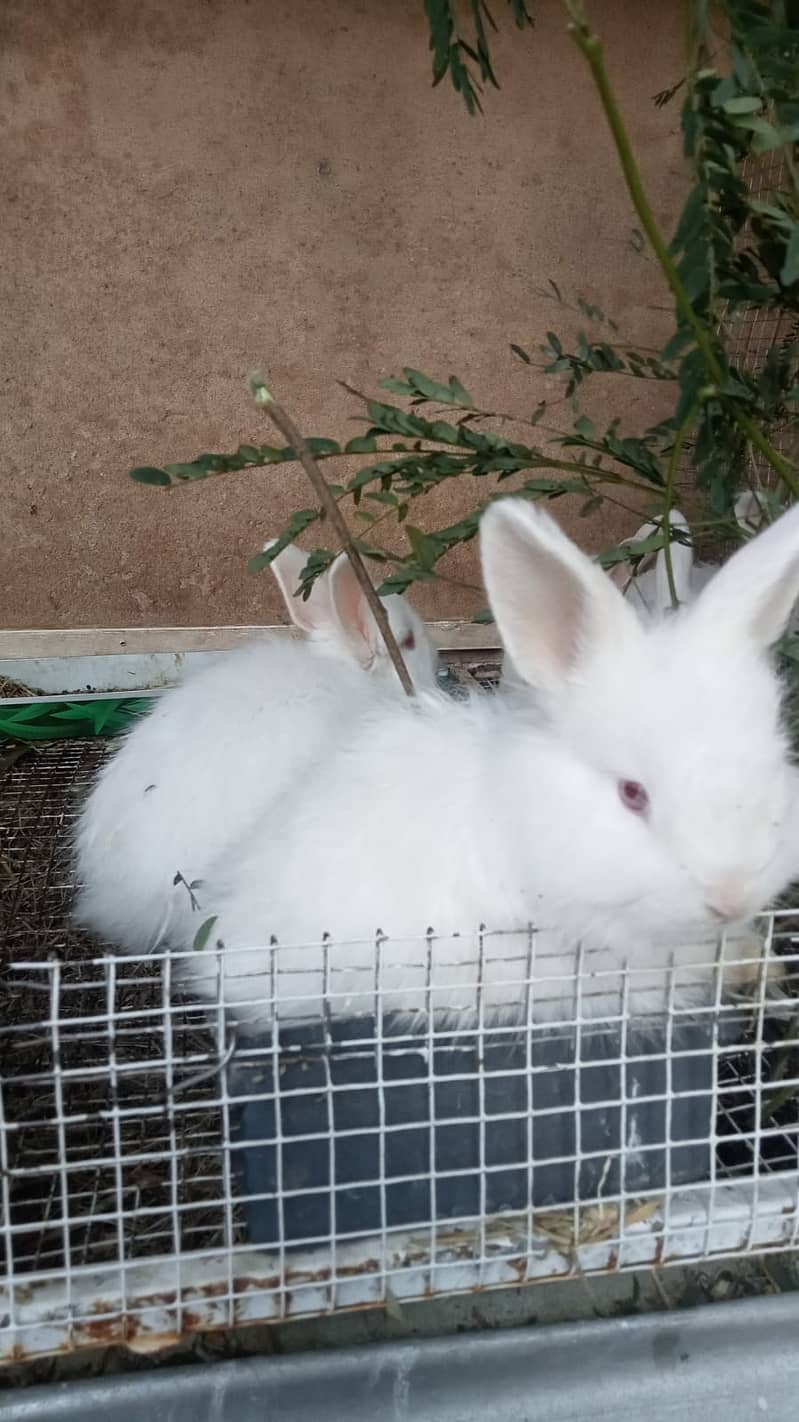 Different Bunnies Available / American Syrian Hamster Available 2