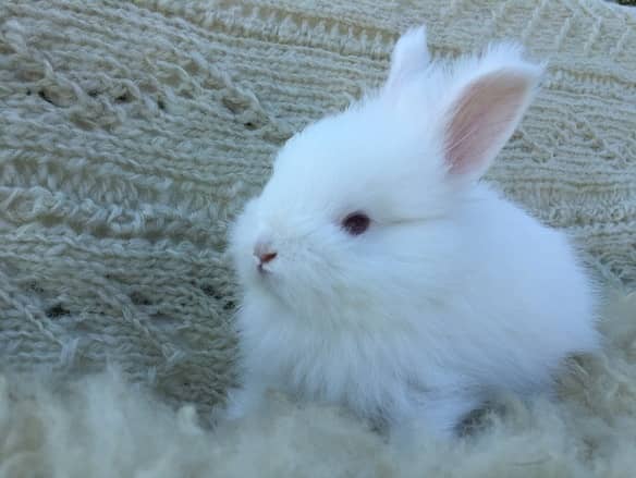 Different Bunnies Available / American Syrian Hamster Available 3