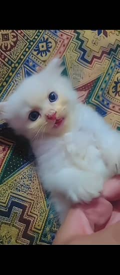 Persian cat for sale male female my WhatsApp03 29=48=79452