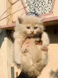 Adorable Persian Kittens for Sale - Healthy & Playful!