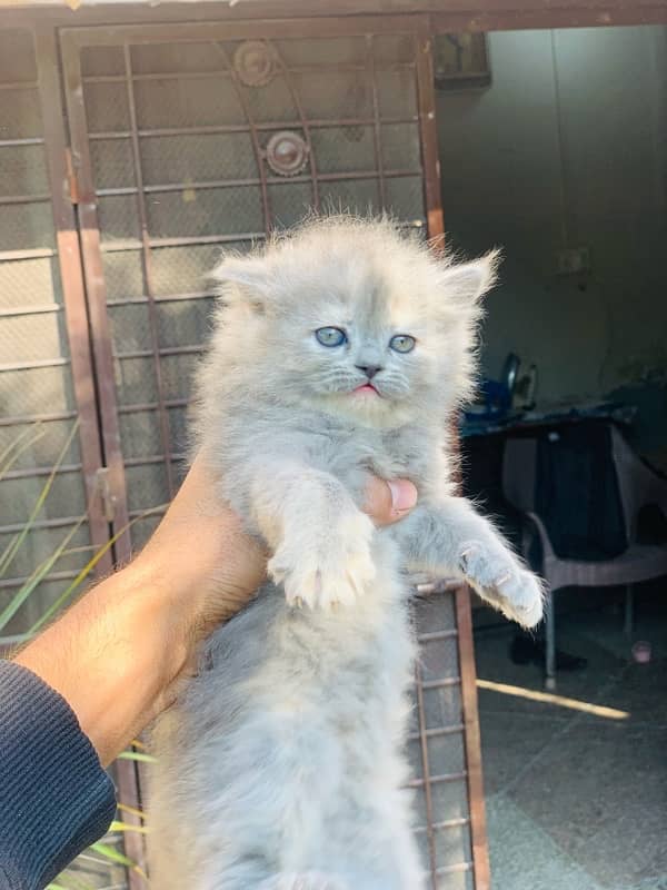 Adorable Persian Kittens for Sale - Healthy & Playful! 6