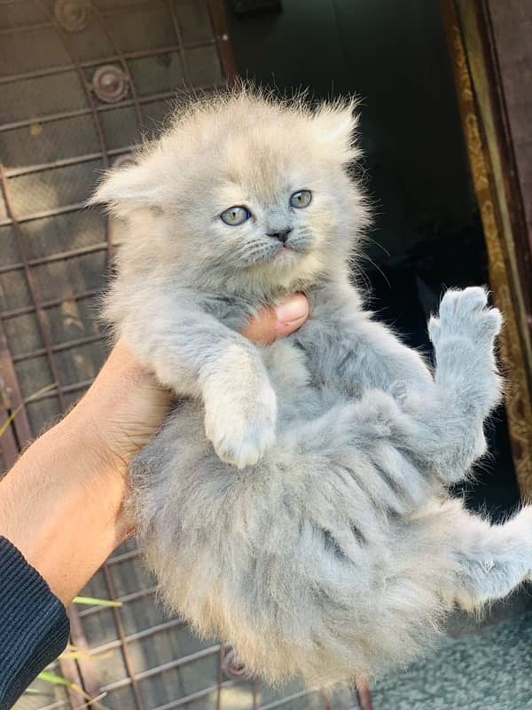 Adorable Persian Kittens for Sale - Healthy & Playful! 7