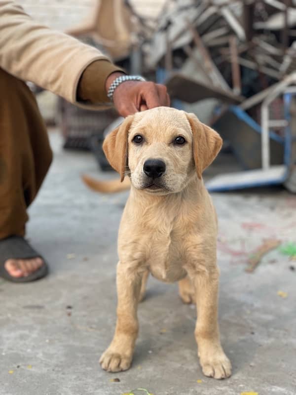 Labrador female 0