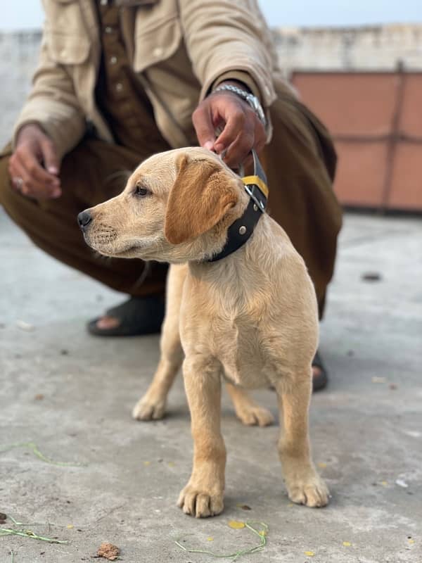 Labrador female 1