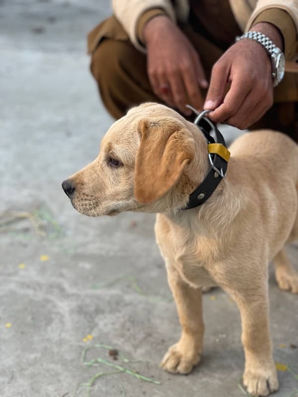 Labrador female 2