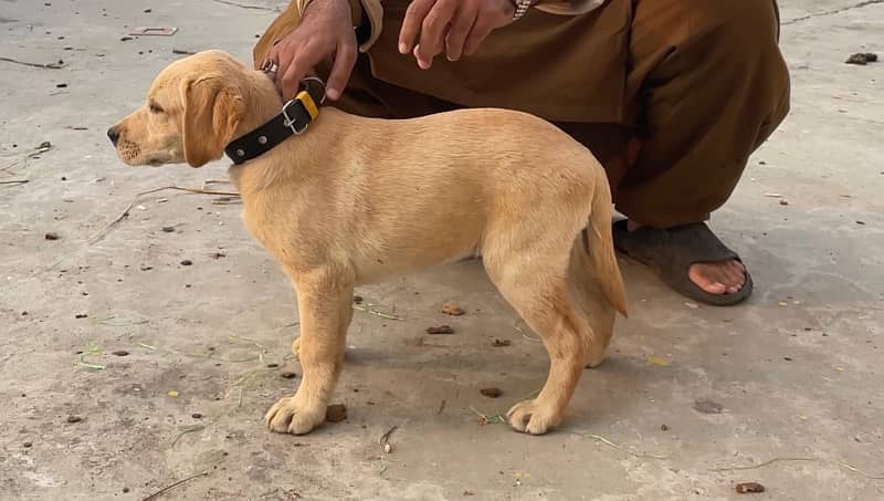 Labrador female 3