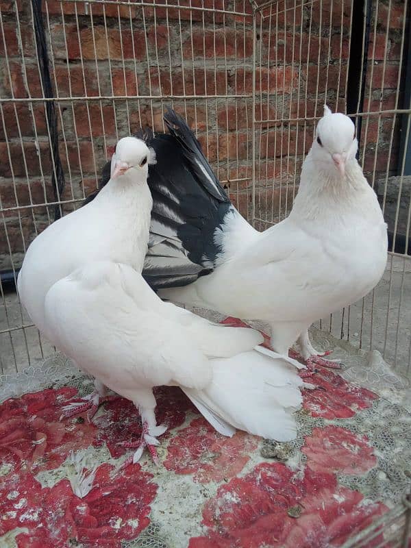 Lucky pigeons 1