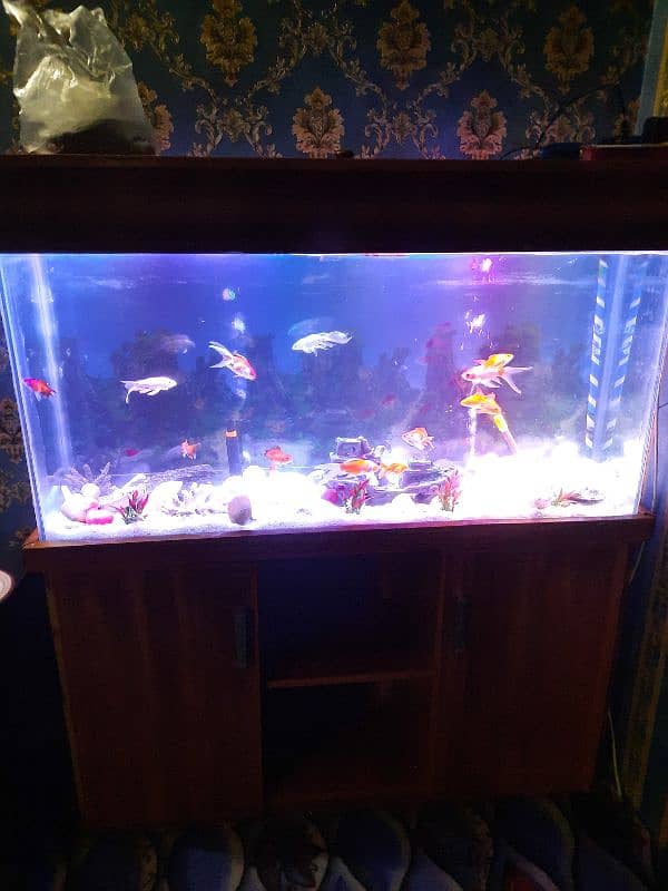 Fish Aquarium stand with fish's for sale 4