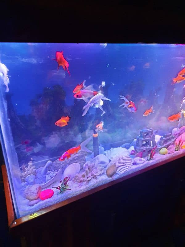 Fish Aquarium stand with fish's for sale 5