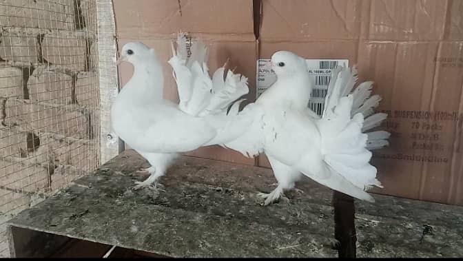 lakky Kabootar Fancy Pigeon 03431683430 0