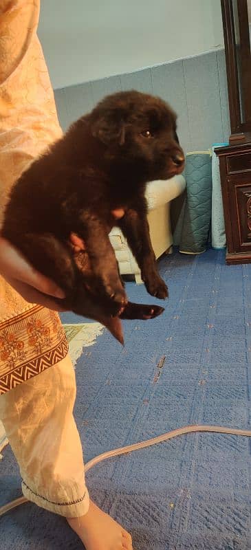 black German shepherd long coat 1