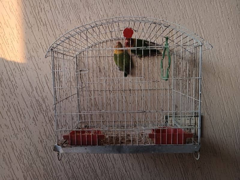 selling parrots 0