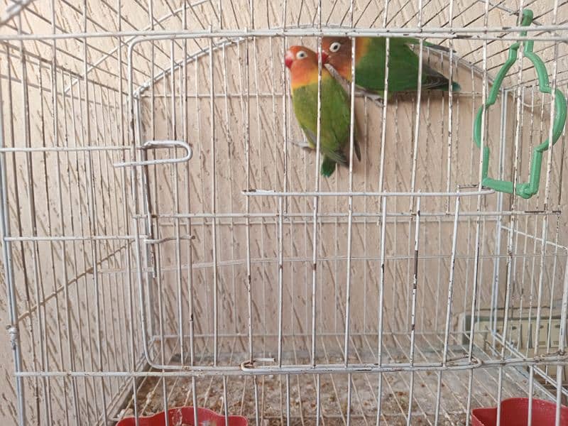 selling parrots 1