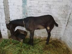 nagri bakri for sale