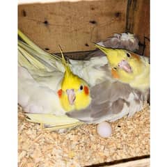 Cockatiel breeder pair on eggs