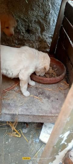 Female Labrador puppies