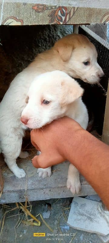 Female Labrador puppies 1