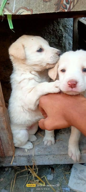 Female Labrador puppies 2