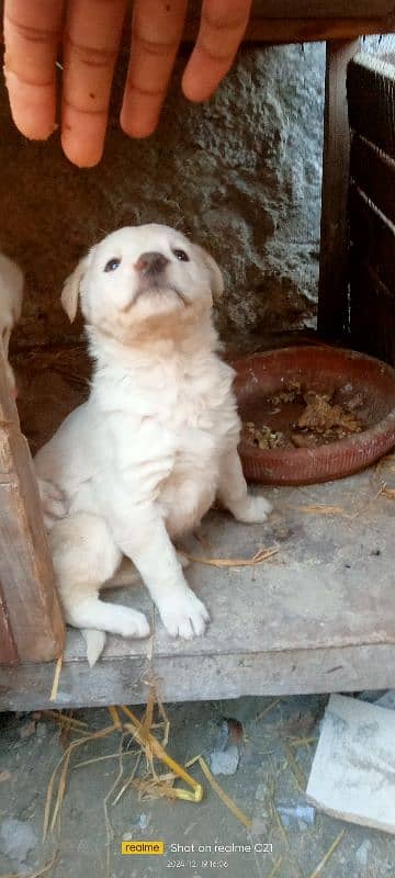 Female Labrador puppies 3