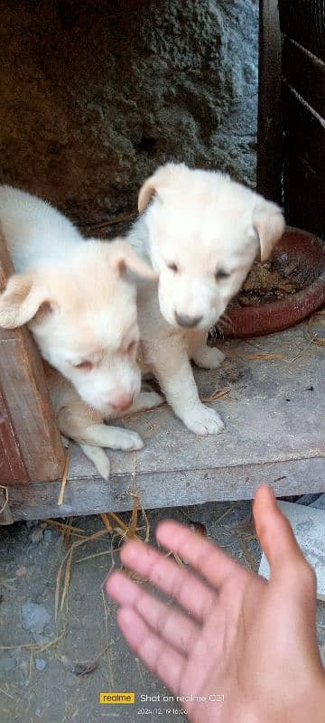 Female Labrador puppies 4