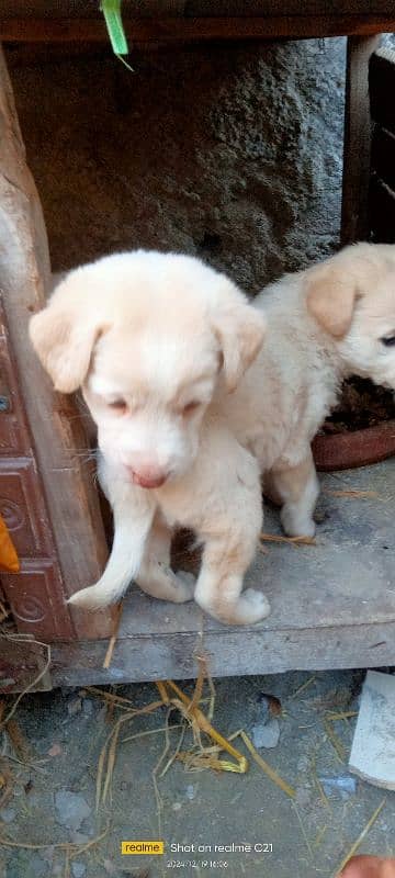 Female Labrador puppies 5