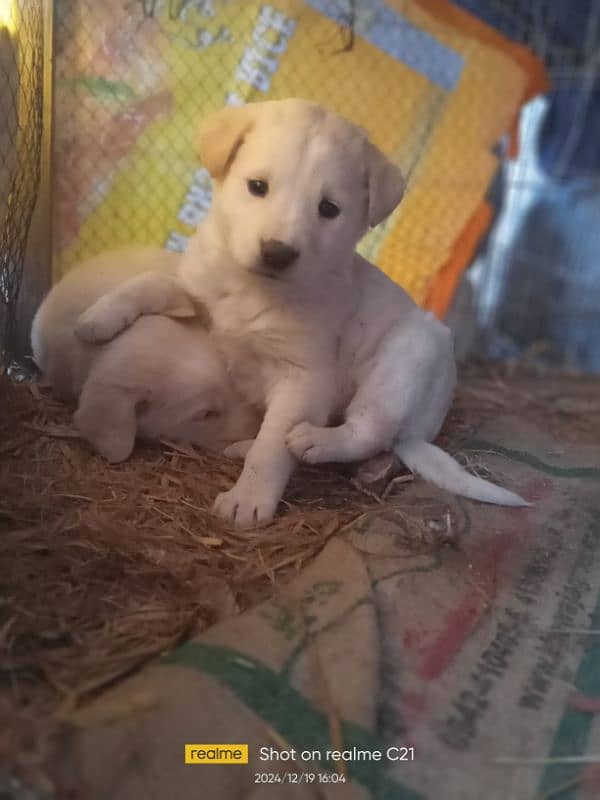 Female Labrador puppies 6