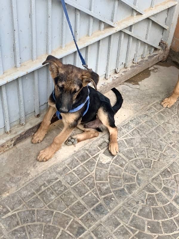 german shepherd puppy 2.5 month  non padigree 0