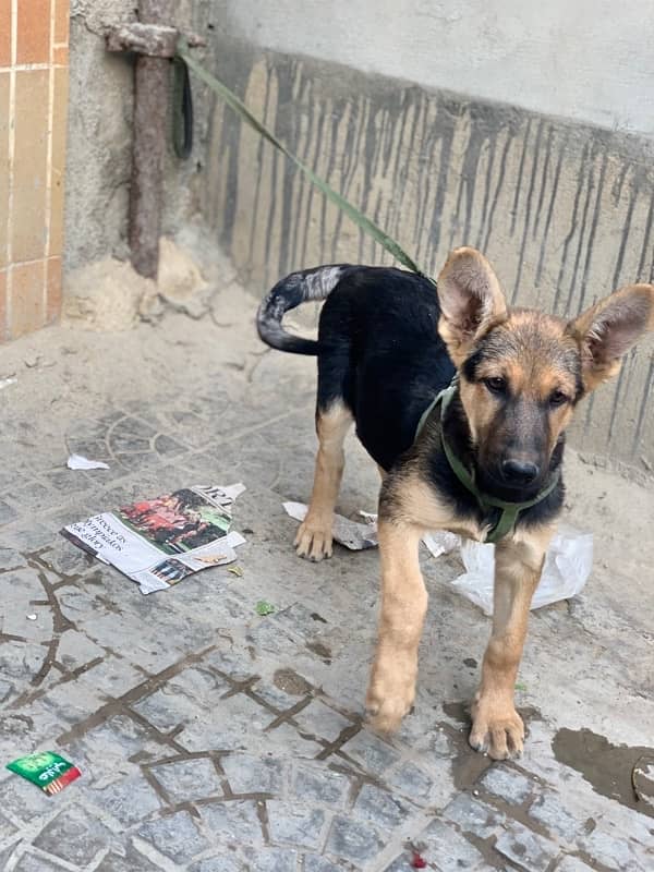 german shepherd puppy 2.5 month  non padigree 1